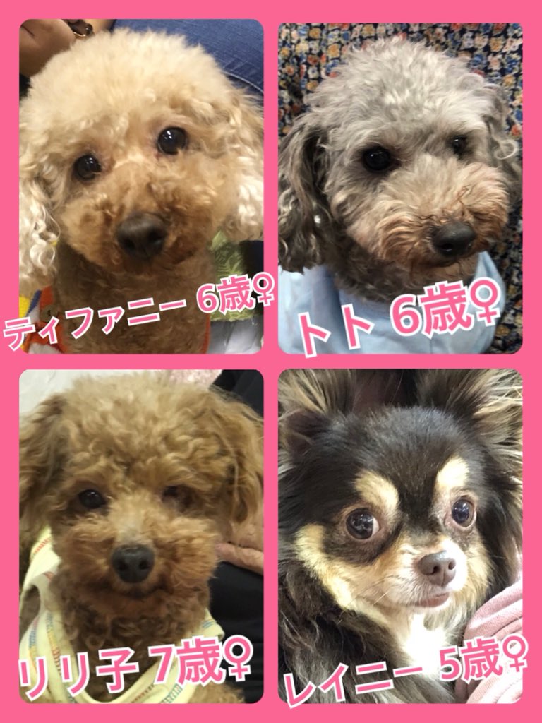 🐾今日の里親様募集中ワンコ🐶メンバーです🐾2018,9,25